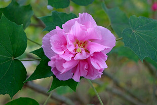 粉色木芙蓉花