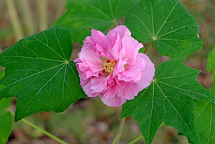 粉色木芙蓉花