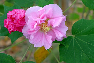粉色木芙蓉花