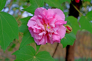 粉色木芙蓉花