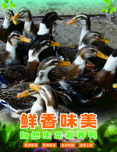 农家散养鸭