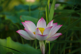 菏泽七里河荷花