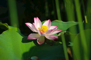 菏泽七里河风光