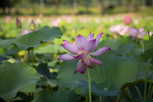 菏泽七里河荷花