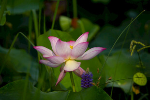 菏泽七里河荷花