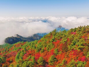 大巴山红叶