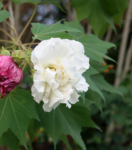 白色木芙蓉花