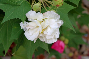 白色木芙蓉花