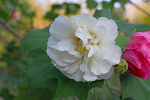 白色木芙蓉花