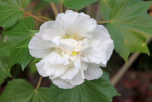 白色木芙蓉花