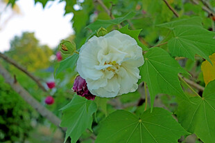 白色木芙蓉花