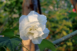 白色木芙蓉花