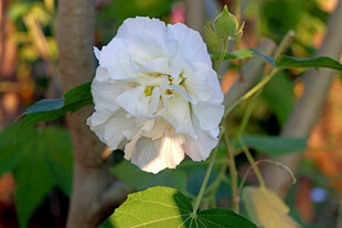 白色木芙蓉花