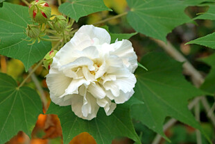 白色木芙蓉花