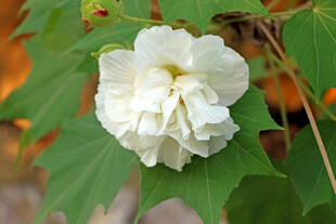 白色木芙蓉花
