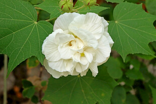 白色木芙蓉花