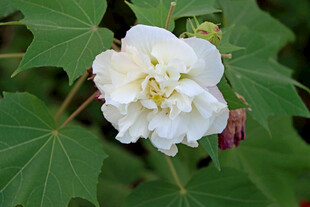 白色木芙蓉花