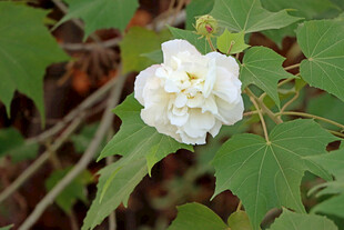 白色木芙蓉花