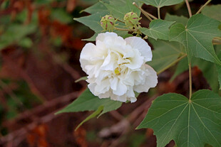 白色木芙蓉花