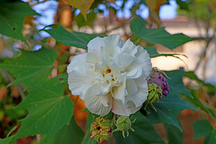 白色木芙蓉花