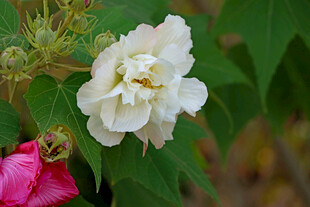 白色木芙蓉花
