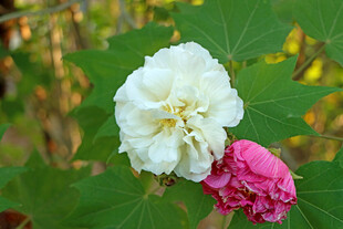 白色木芙蓉花