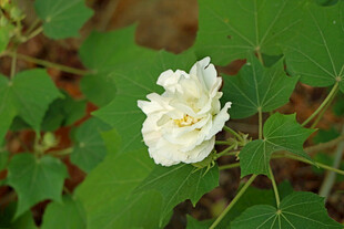 白色木芙蓉花