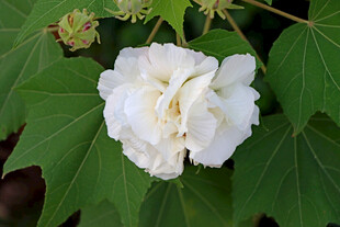 白色木芙蓉花