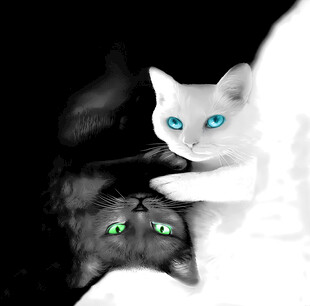 猫