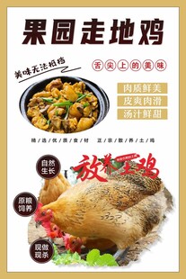 果园走地鸡 散养鸡海报