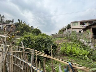 外婆的菜园 