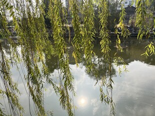 富顺西湖  