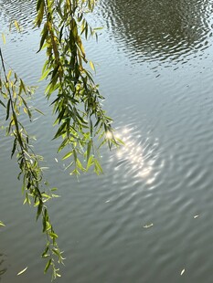 富顺西湖 