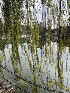 富顺西湖 