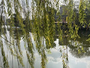 富顺西湖 