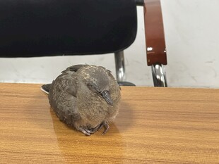 斑鸠  