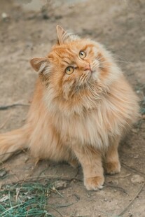 猫