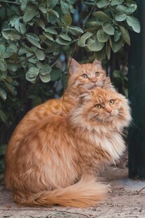 猫