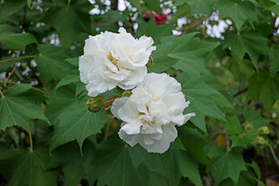 白色木芙蓉花