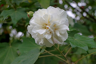 白色木芙蓉花