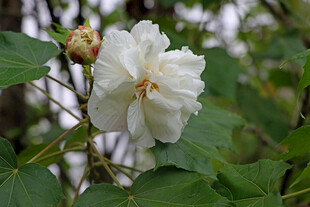 白色木芙蓉花