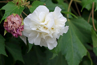 白色木芙蓉花