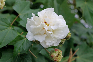 白色木芙蓉花