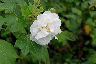 白色木芙蓉花