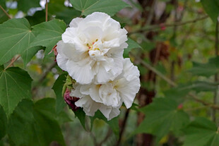白色木芙蓉花