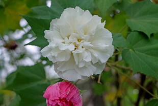 白色木芙蓉花