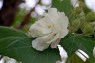 白色木芙蓉花