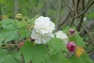 白色木芙蓉花