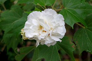 白色木芙蓉花