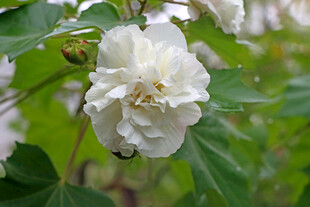 白色木芙蓉花